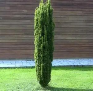 Sekrety przycinania cisów: jak i kiedy zadbać o swoje rośliny?