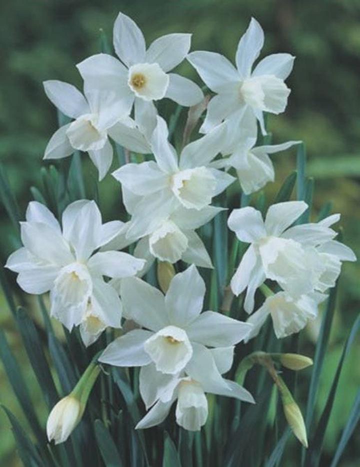 Choroby i szkodniki narcyza białego