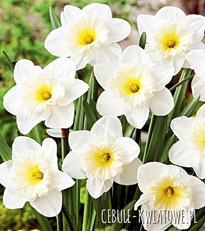 Kiedy i gdzie sadzić narcyzy