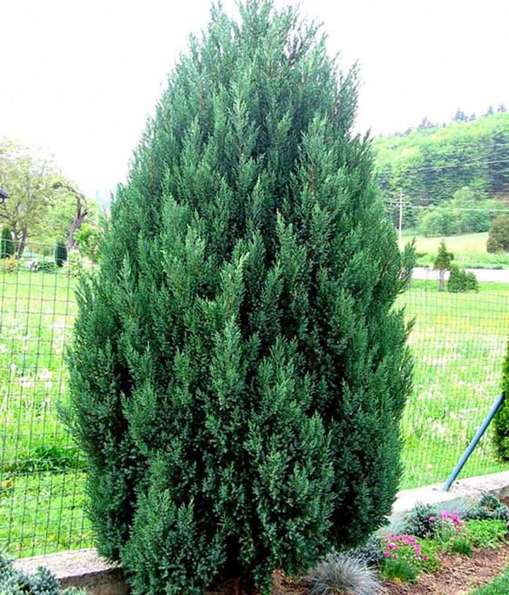 Kiedy przycinać jałowiec