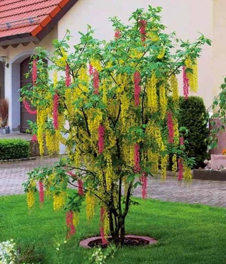 Odmiany złotokapu i zastosowanie