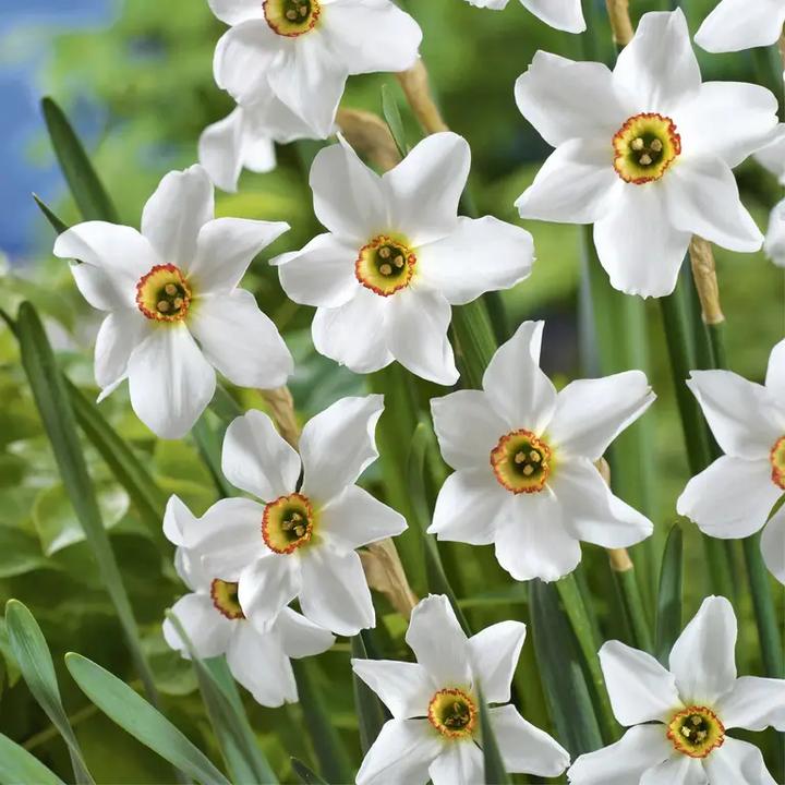 Pielęgnacja narcyzów: podlewanie, nawożenie i przycinanie