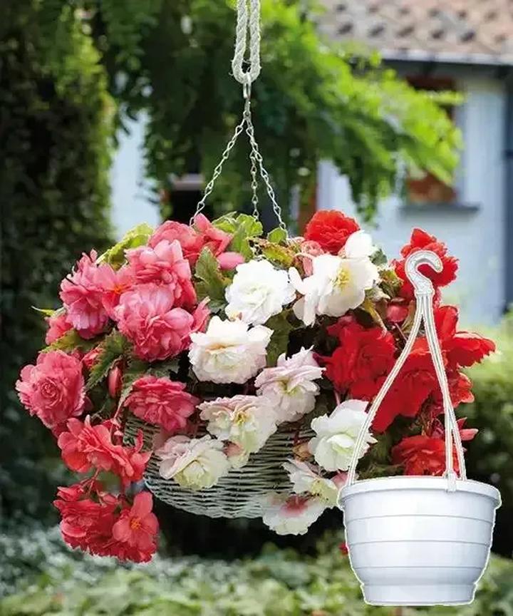 Przygotowanie begonii do zimy