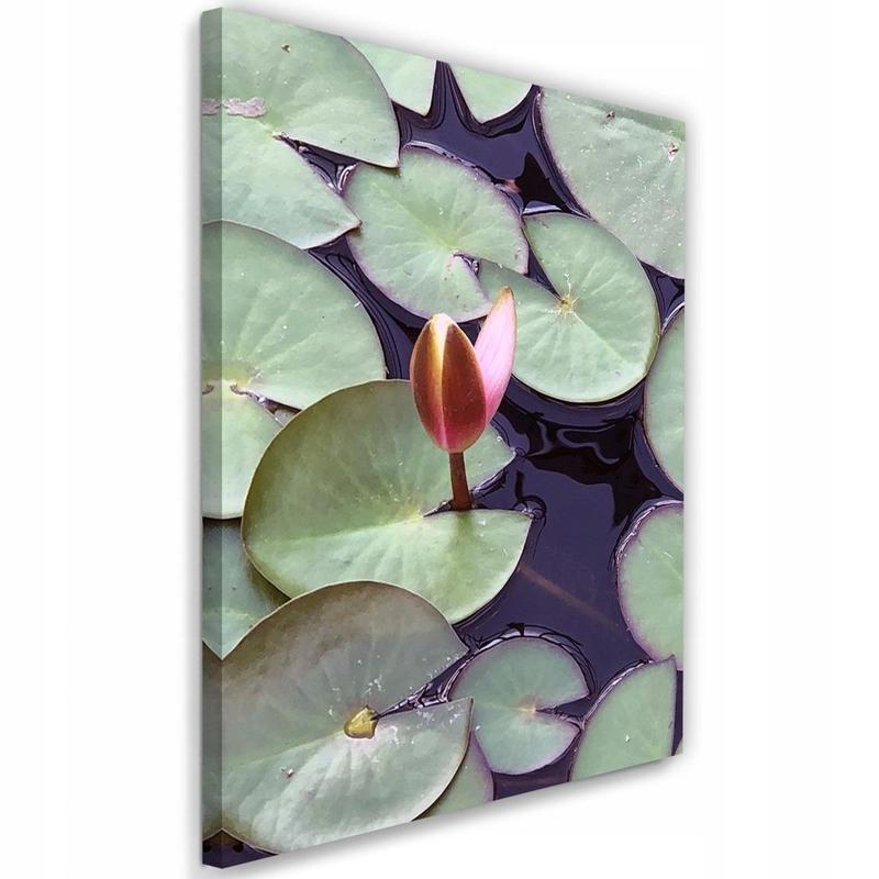 Sadzenie nenufarów krok po kroku