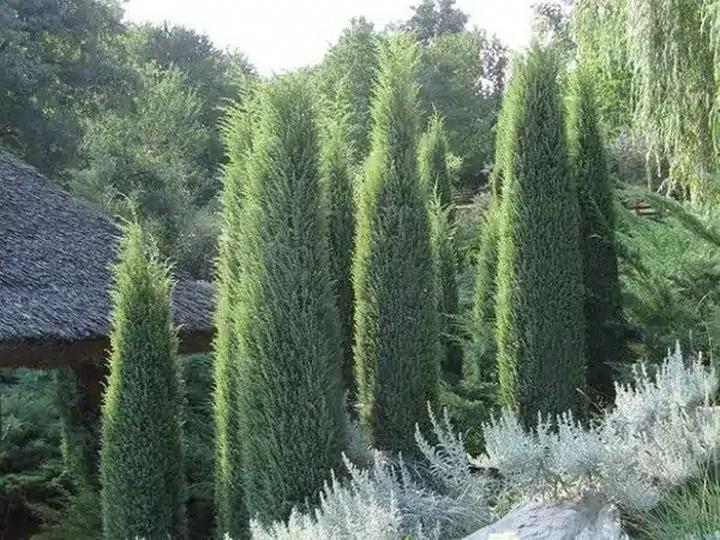 Techniki cięcia jałowca