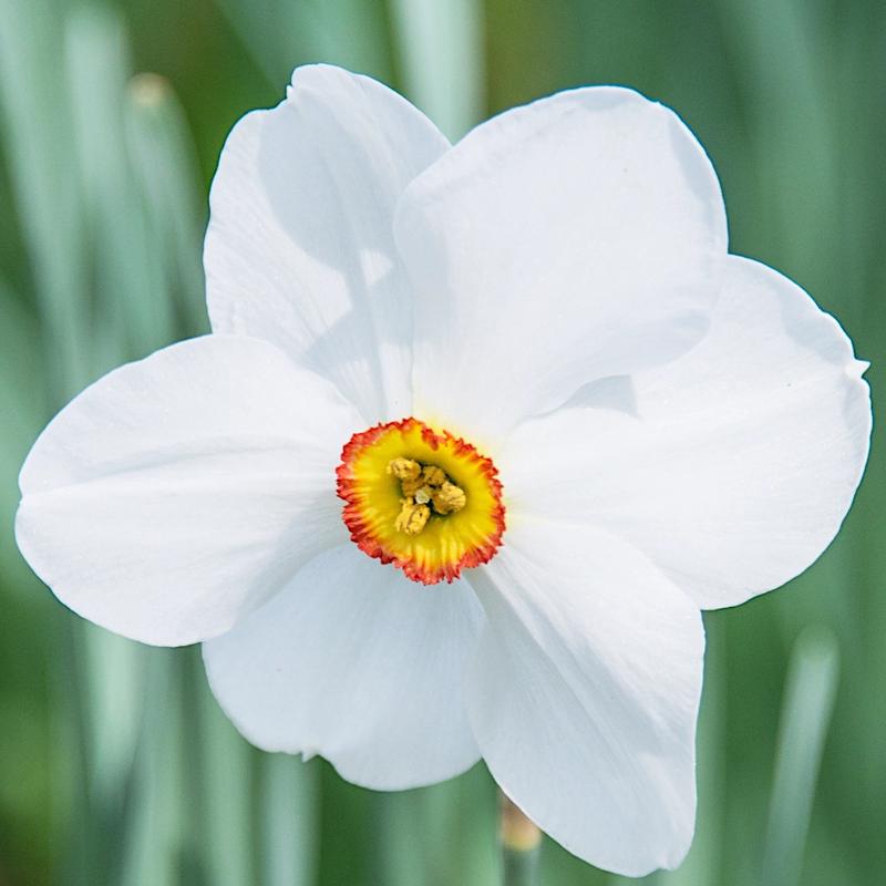 Uprawa narcyza białego