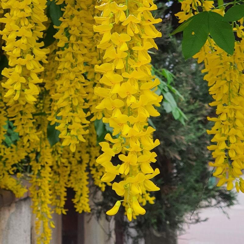 Złoty deszcz kiedy kwitnie