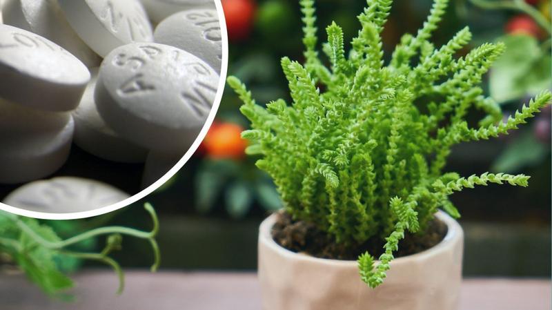 Aspiryna dla roślin – skuteczne metody oprysków, które ożywią Twój ogród