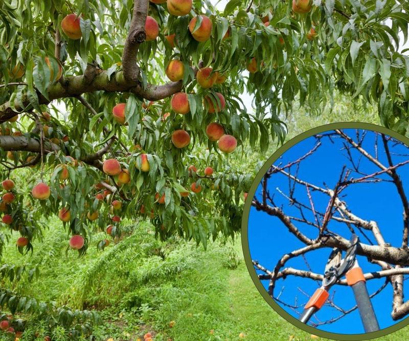 Jak i kiedy ciec brzoskwini? Praktyczny poradnik dla ogrodników