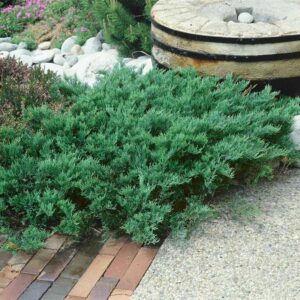 Jak i kiedy przycinać jałowiec? Praktyczny poradnik cięcia dla ogrodników