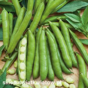 Jak i kiedy sadzić bób? Przewodnik krok po kroku dla każdego ogrodnika