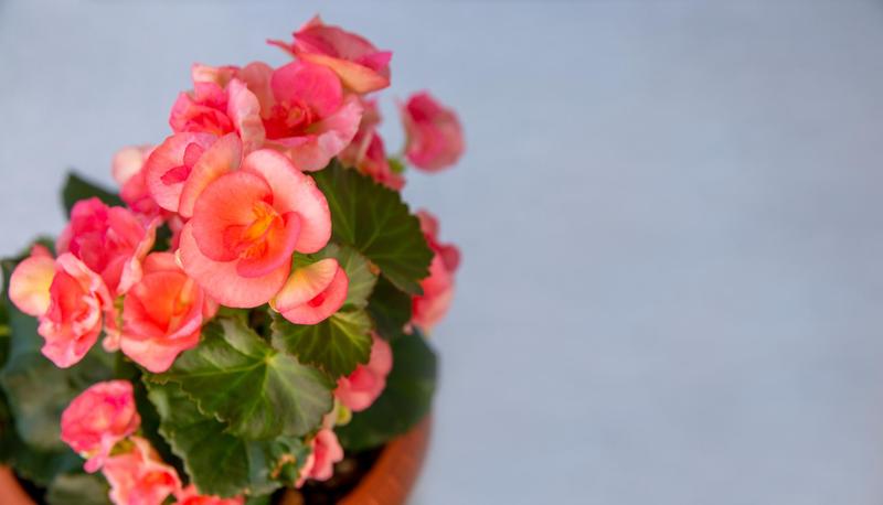 Jak skutecznie przezimować begonie w doniczce? Praktyczny poradnik dla miłośników roślin