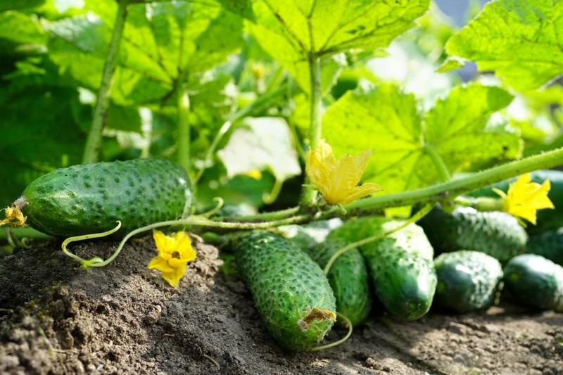 Jak skutecznie sadzić ogórki gruntowe – praktyczny poradnik dla każdego ogrodnika