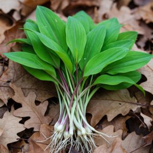 Jak sprawić, aby czosnek był duży i zdrowy?