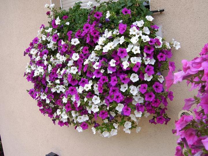 Kiedy i jak sadzić surfinie, aby cieszyć się ich pięknym kwitnieniem?