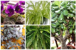 Kwiaty z PRL – jak wyglądały i czy wciąż możemy je znaleźć?