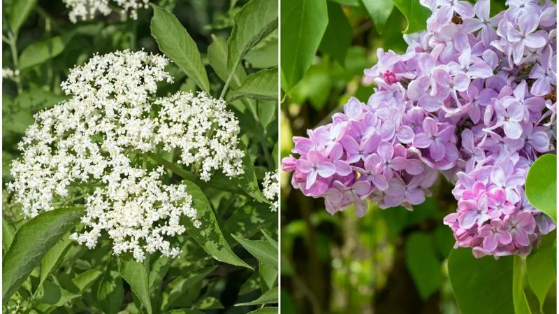 Kiedy sadzić bez lilak