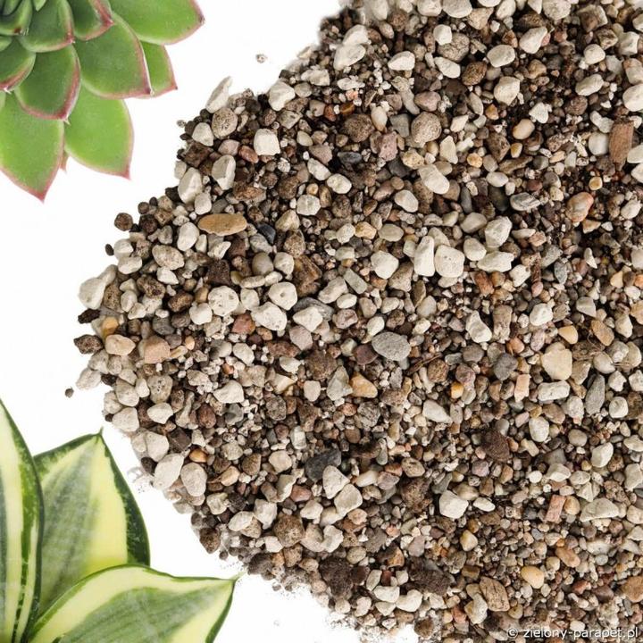 Najpopularniejsze gatunki sukulentów