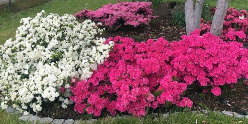 Pielęgnacja azalii krok po kroku