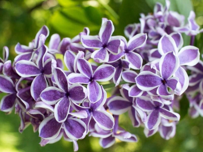 Pielęgnacja bezu lilaka po posadzeniu