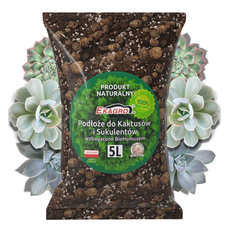 Pielęgnacja sukulentów w domu