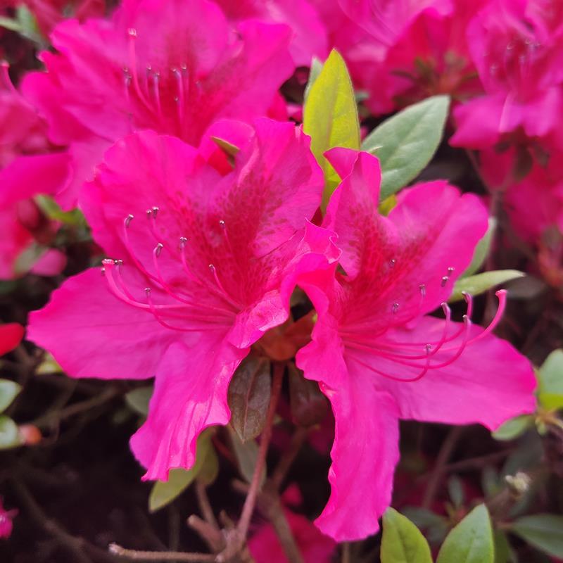 Podlewanie i nawożenie azalii