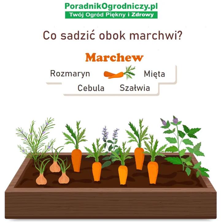 Przygotowanie gleby pod marchewkę i wybór nasion