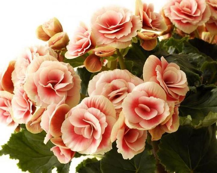 Sadzenie begonii w doniczkach