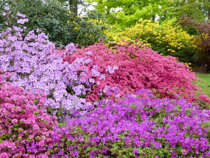 Stanowisko i gleba dla azalii