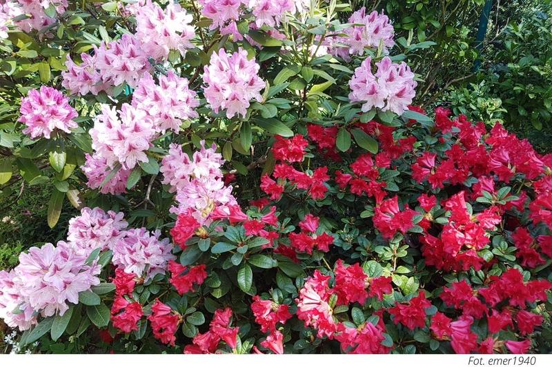 Uprawa azalii w ogrodzie