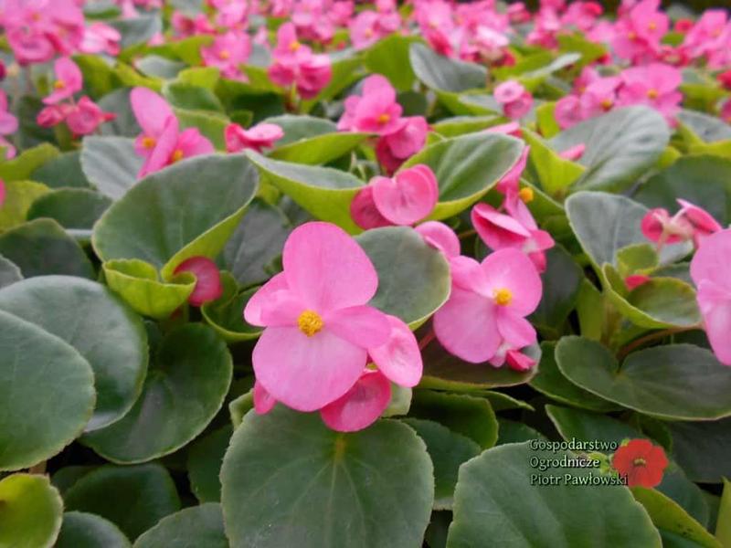 Warunki uprawy begonii