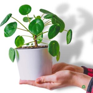 Jak dbać o kwiat pieniążek: skuteczne metody pielęgnacji i informacje o jego kwitnieniu