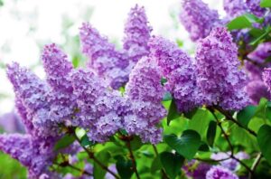 Jak i kiedy sadzić bez lilak pospolity, aby cieszyć się pięknym ogrodem?
