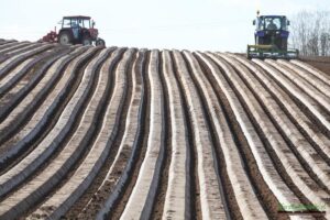 Jak i kiedy sadzić marchewkę? Przewodnik krok po kroku dla początkujących ogrodników