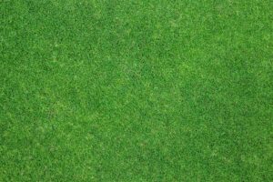 Jak siać trawę, by stworzyć piękny trawnik przez cały rok