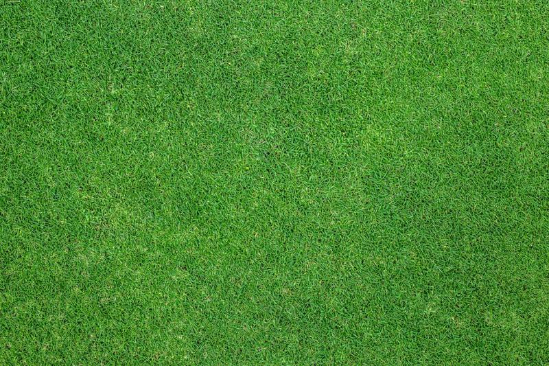 Jak siać trawę, by stworzyć piękny trawnik przez cały rok