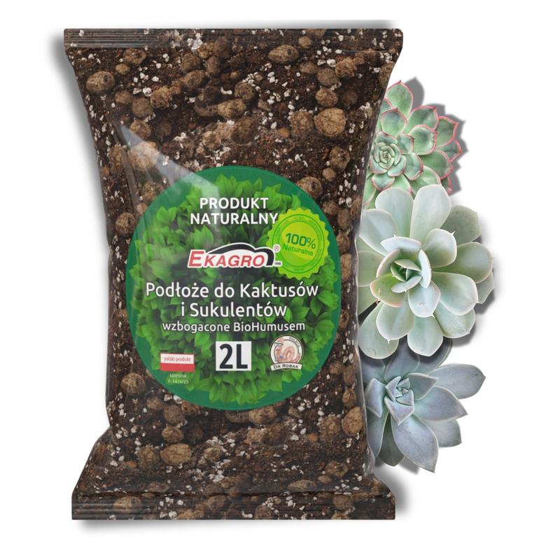 Odkryj różnorodność sukulentów: jakie są ich rodzaje i czym się różnią?