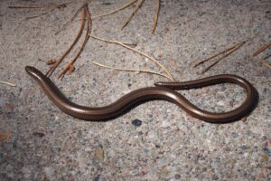 Padalec w ogrodzie – co tam robi, jak wygląda i czy stanowi zagrożenie?