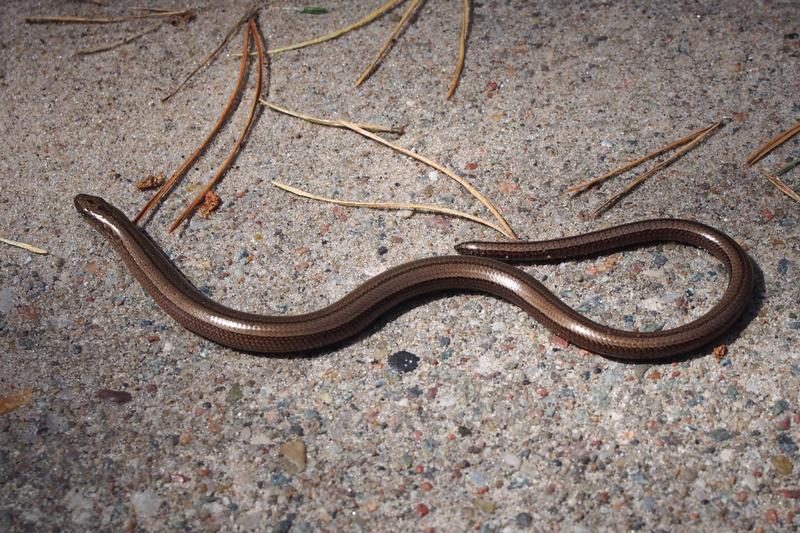 Padalec w ogrodzie – co tam robi, jak wygląda i czy stanowi zagrożenie?