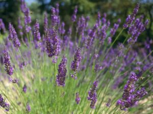 Praktyczny poradnik: Jak skutecznie przezimować lawendę w doniczce?