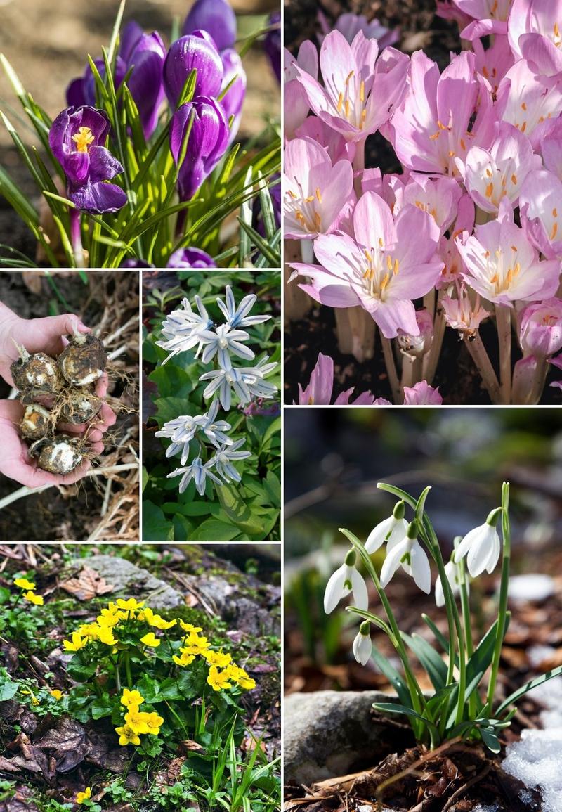 Gatunki kwiatów cebulowych