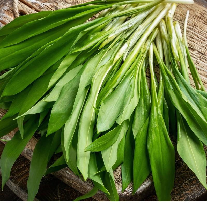 Jak rozpoznać dojrzałość czosnku do zbioru