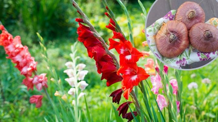 Kwiaty cebulowe wieloletnie