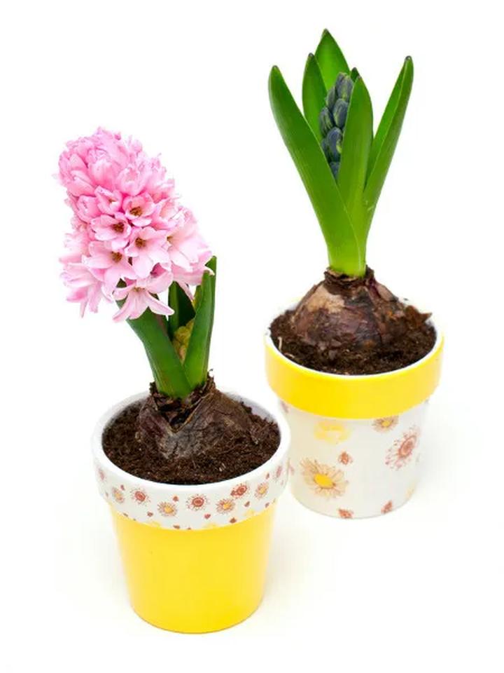 Kwitnienie w różnych porach roku