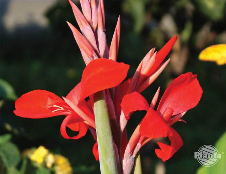 Pielęgnacja kwiatów cebulowych