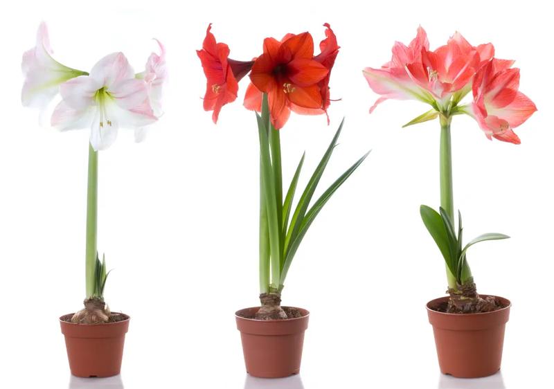 Uprawa bez wykopywania