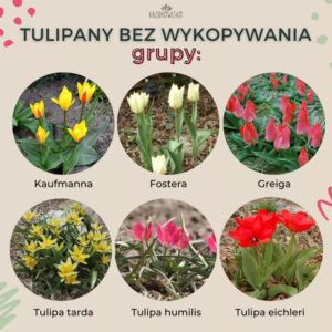 Odkryj piękno kwiatów cebulowych wieloletnich: jakie rodzaje możesz uprawiać bez wykopywania?