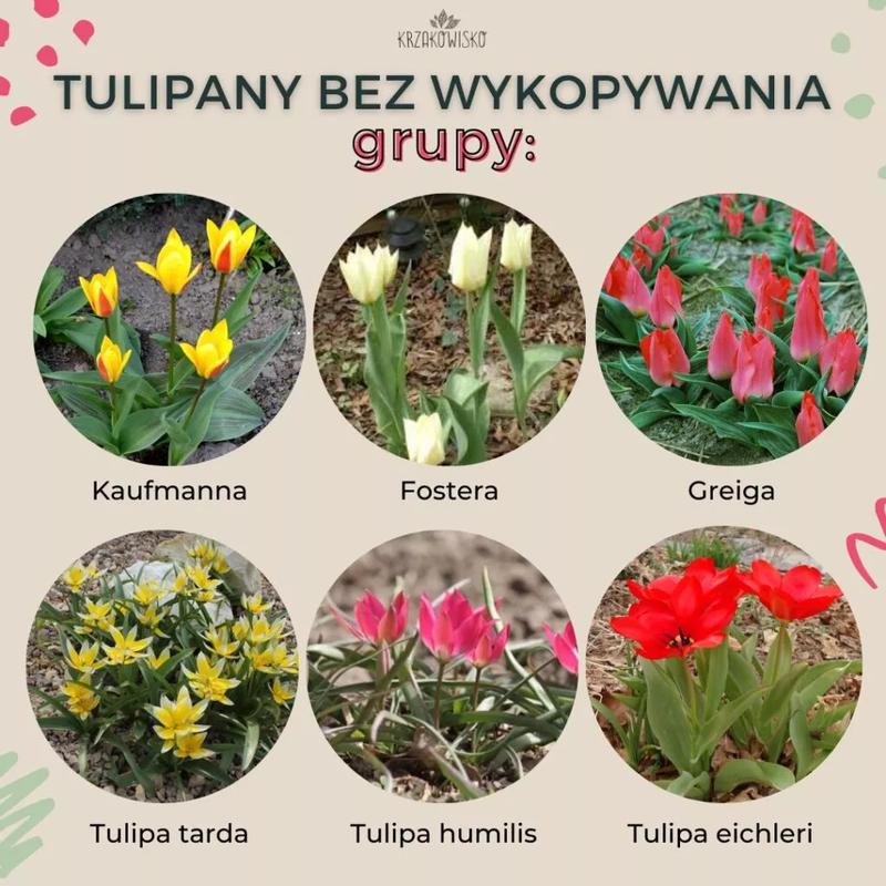 Odkryj piękno kwiatów cebulowych wieloletnich: jakie rodzaje możesz uprawiać bez wykopywania?