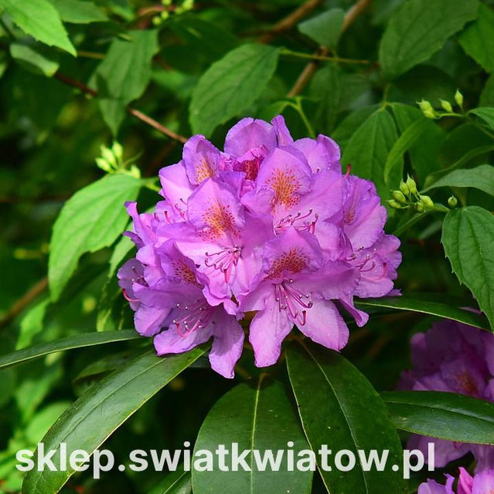 Jak przycinać rododendrony