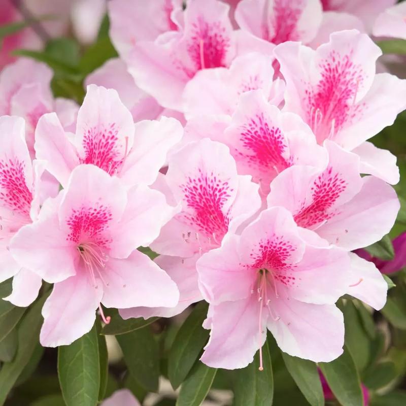 Korzyści z prawidłowego przycinania rododendronów